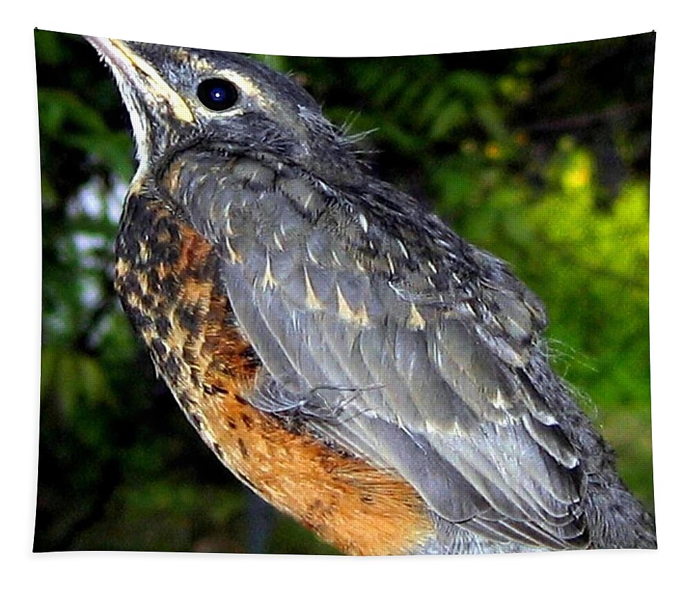 Young American Robin Tapestry featuring the photograph Young American Robin by Will Borden