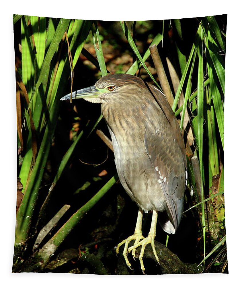 Yellow Crowned Night Heron Chick Tapestry featuring the photograph Young Beauty by Christiane Schulze Art And Photography
