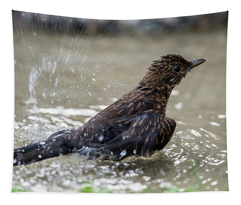 Young Blackbird's Bath Tapestry featuring the photograph Young Blackbird's bath by Torbjorn Swenelius
