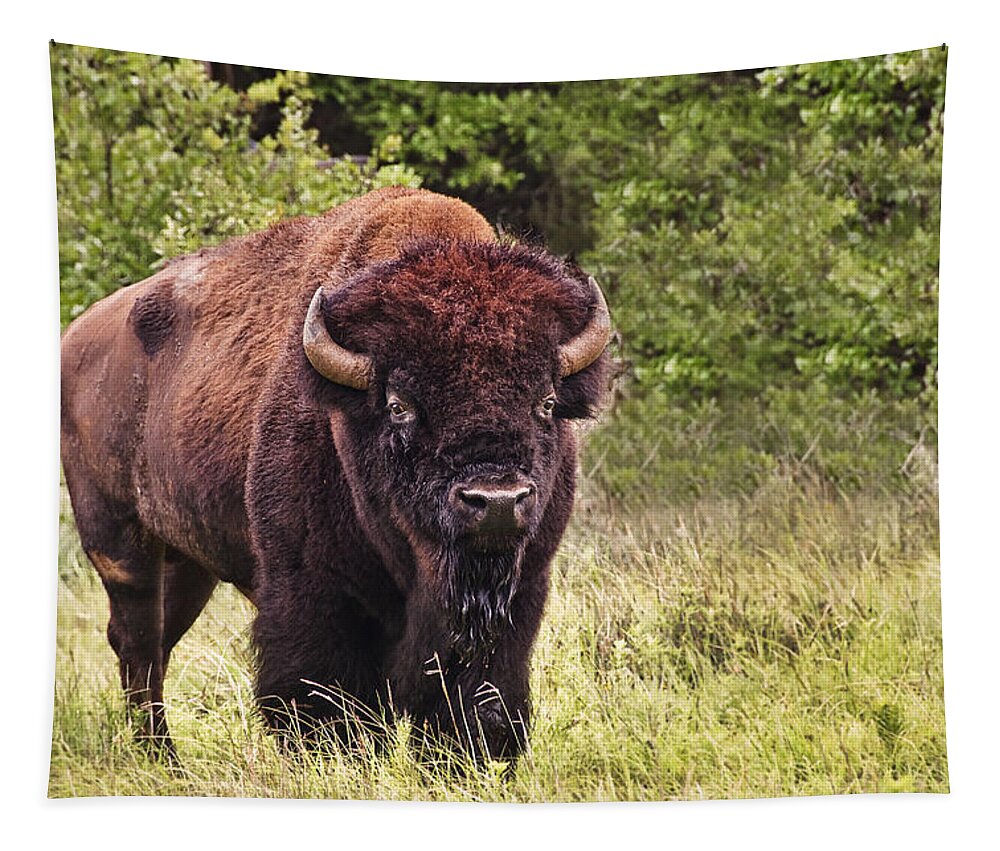  Animal Tapestry featuring the photograph Young Buffalo by Tamyra Ayles