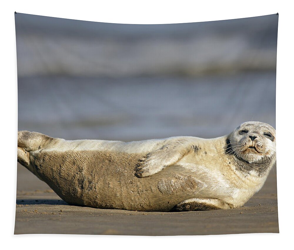 Common Seal Tapestry featuring the photograph Young Common Seal sleeping on the beach by Tony Mills