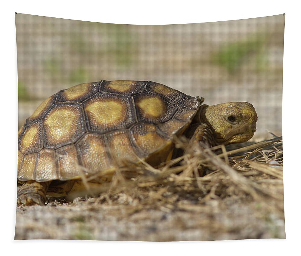 Tortoise Tapestry featuring the photograph Young Gopher Tortoise by Paul Rebmann