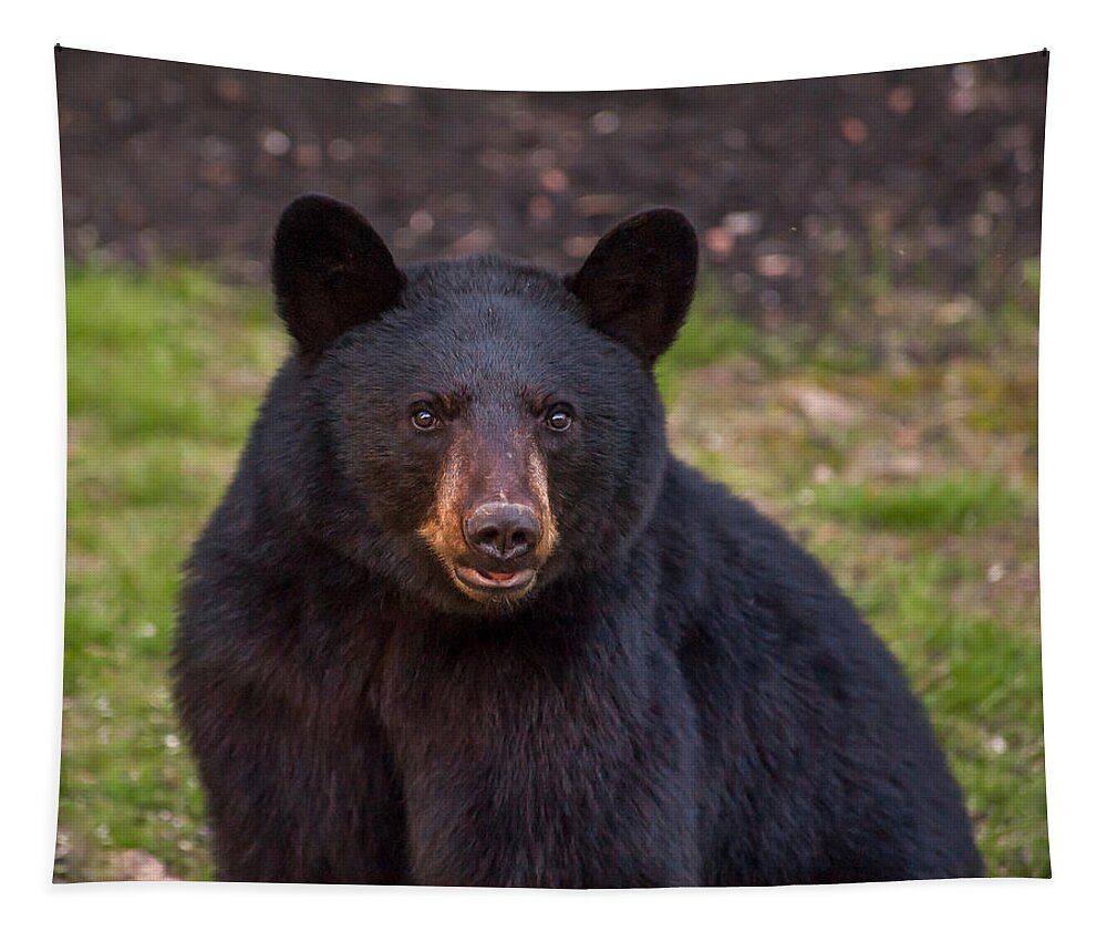 Animal Tapestry featuring the photograph Young Male Black Bear by Brenda Jacobs