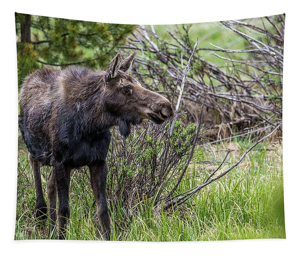 Moose Tapestry featuring the photograph Young Moose by Paul Freidlund