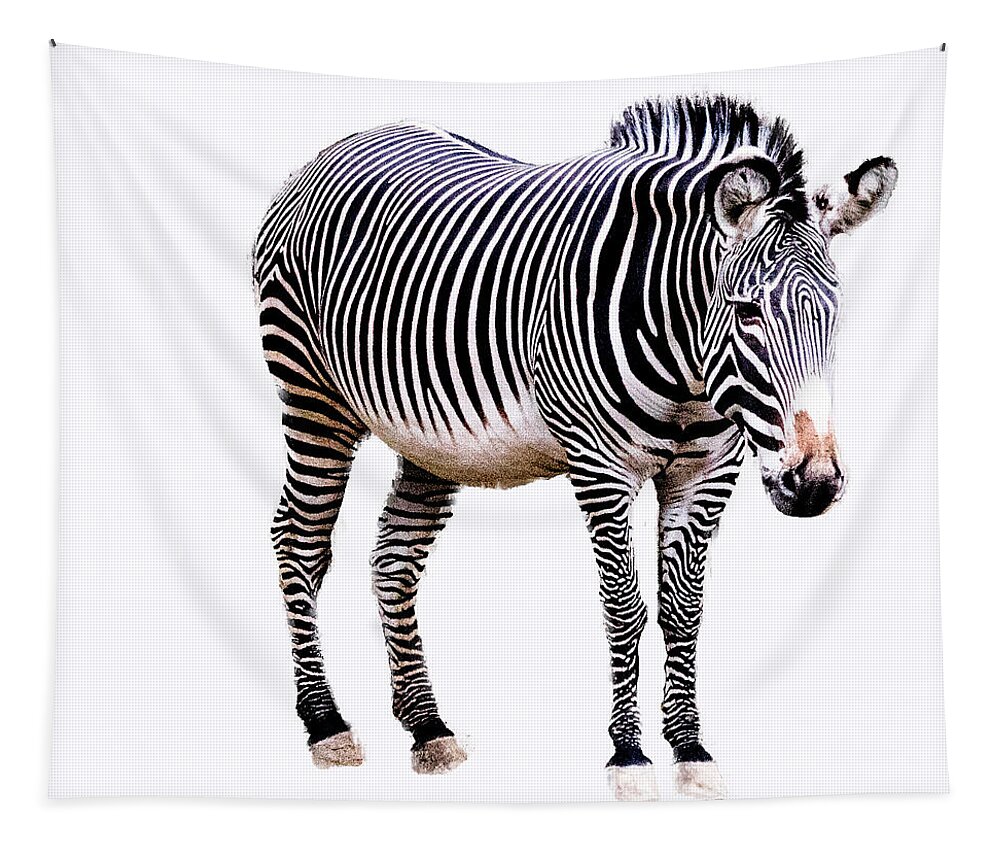 Zebra Tapestry featuring the photograph Zebra by Cathy Donohoue