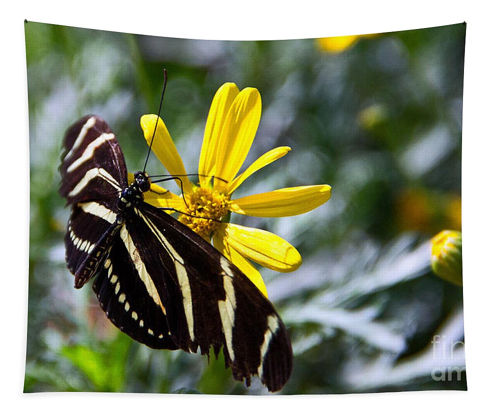 Butterfly Tapestry featuring the photograph Zebra Longwing Feeding by Kelly Holm