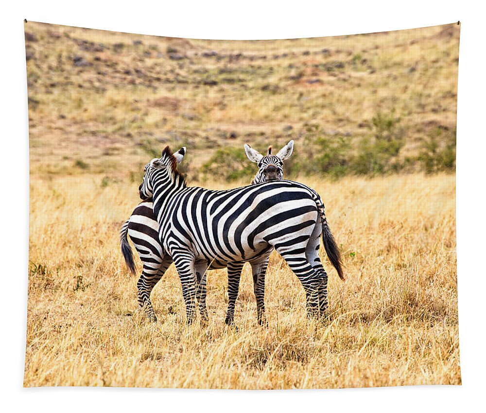 Zebras Tapestry featuring the photograph Zebras Resting in the Masai Mara by Perla Copernik