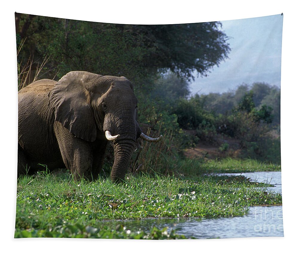 Elephant Tapestry featuring the photograph Zimbabwe_43-18 by Craig Lovell