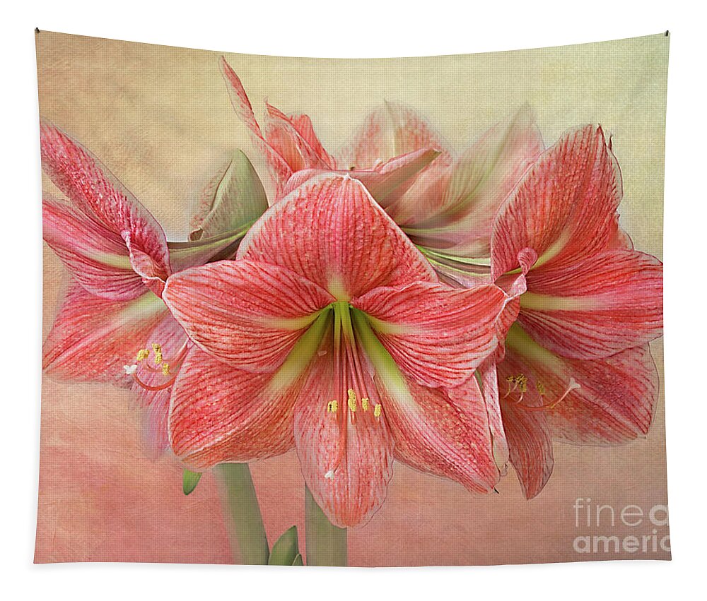 Flower Tapestry featuring the photograph Amaryllis 'Terra Cotta Star' by Ann Jacobson
