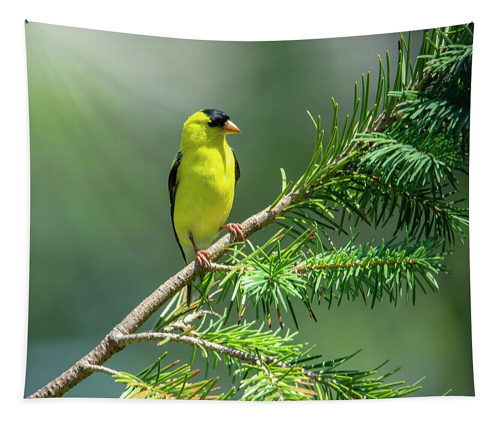 Bird Tapestry featuring the photograph American Goldfinch by Cathy Kovarik