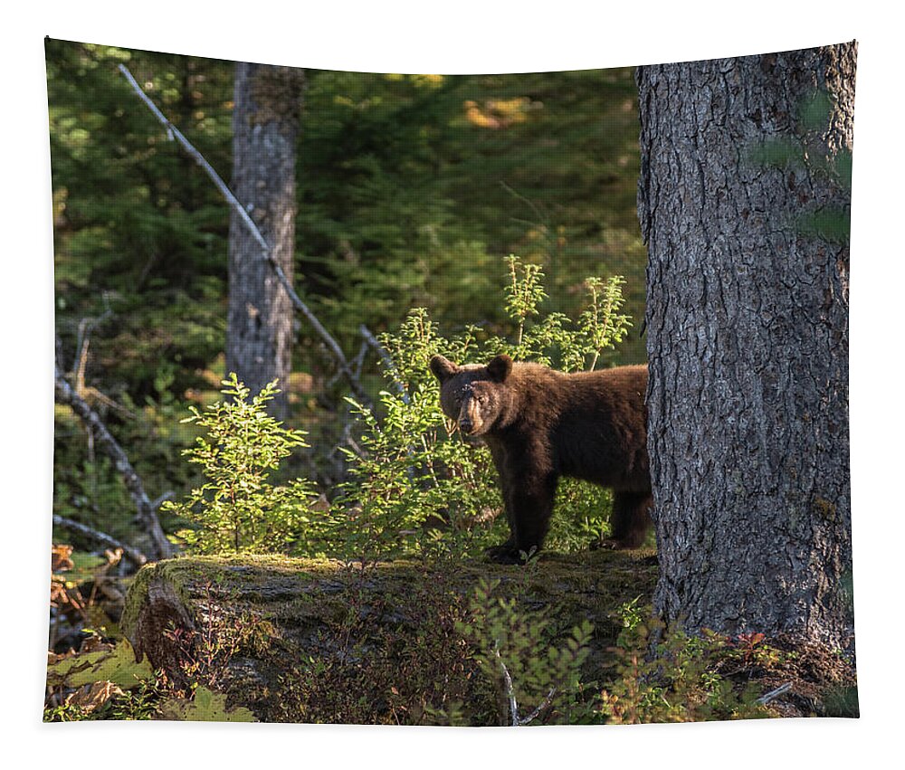 Bear Tapestry featuring the photograph Bear by David Kirby