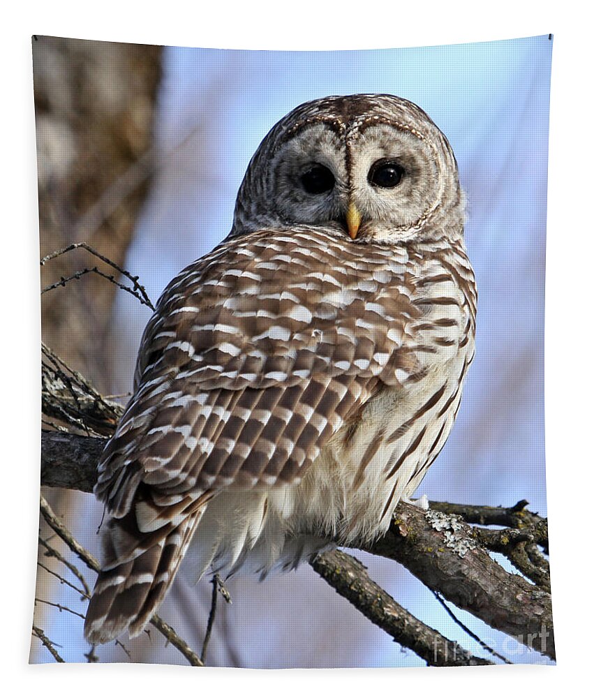 Barred Owl Tapestry featuring the photograph Beautiful Barred Owl #2 by Heather King