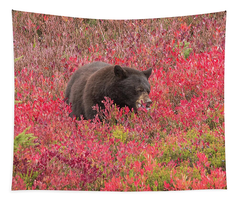 Black Bear Tapestry featuring the photograph Berries for the Bear by E Faithe Lester