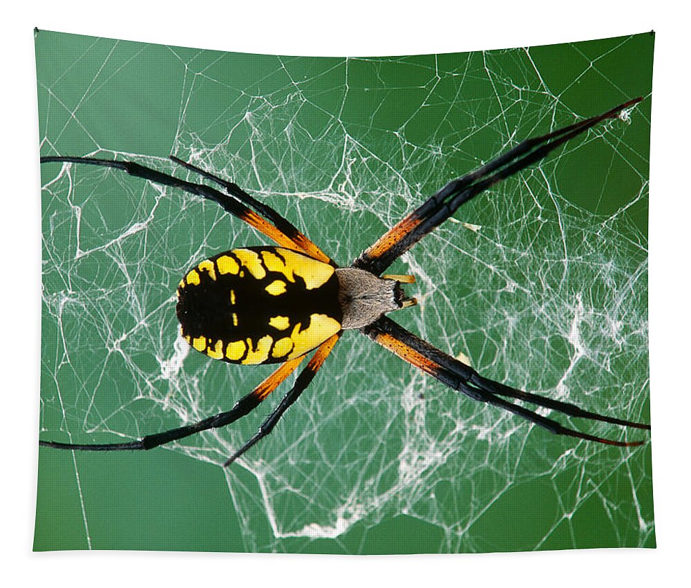 Arachnid Tapestry featuring the photograph Black-and-yellow Argiope Spider #1 by Michael Lustbader