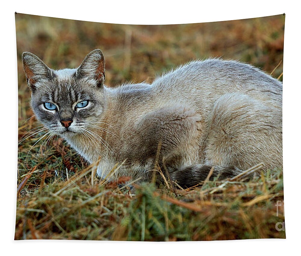 Striped Tapestry featuring the photograph Blue-eyed Cat Looking into Your Eyes #1 by Pablo Avanzini