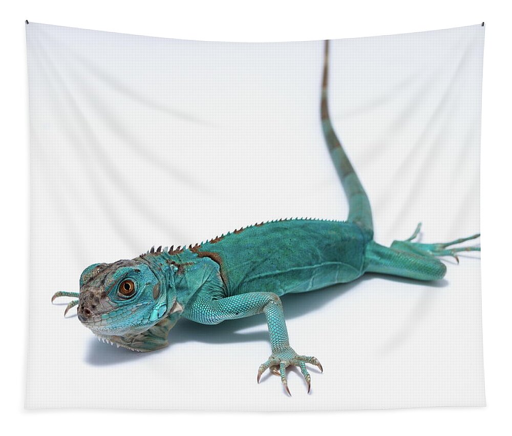 Iguana Tapestry featuring the photograph Blue Iguana Lizard #1 by Nathan Abbott