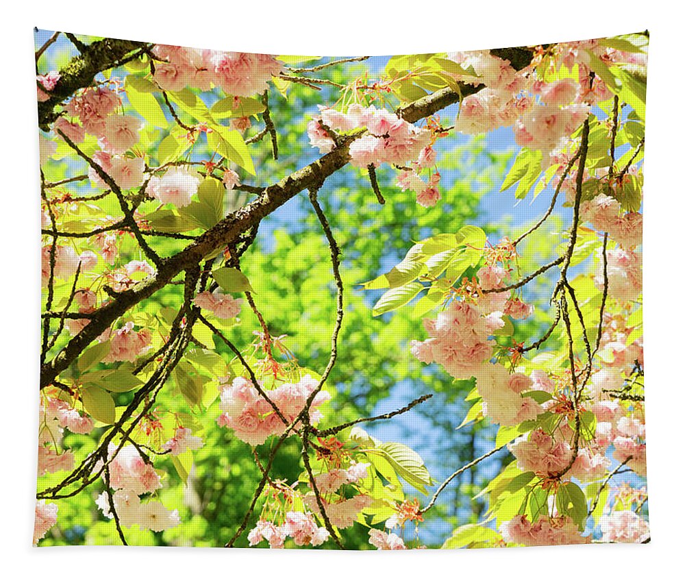 Background Tapestry featuring the photograph Cherry tree blossom by Anastasy Yarmolovich
