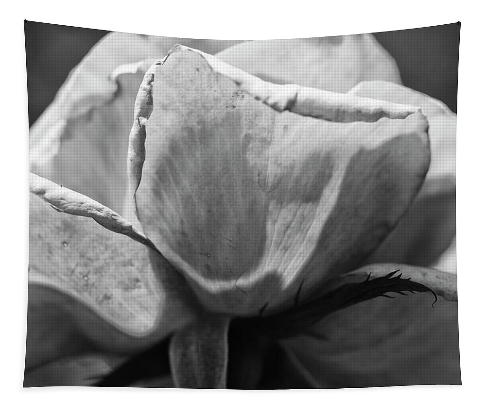 Photography Tapestry featuring the photograph Close-up Of A Rose, Los Angeles County #1 by Panoramic Images