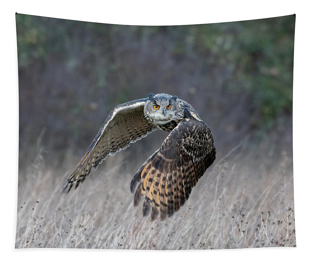 Owl Tapestry featuring the photograph Eurasian Eagle Owl Flying #1 by Mark Hunter