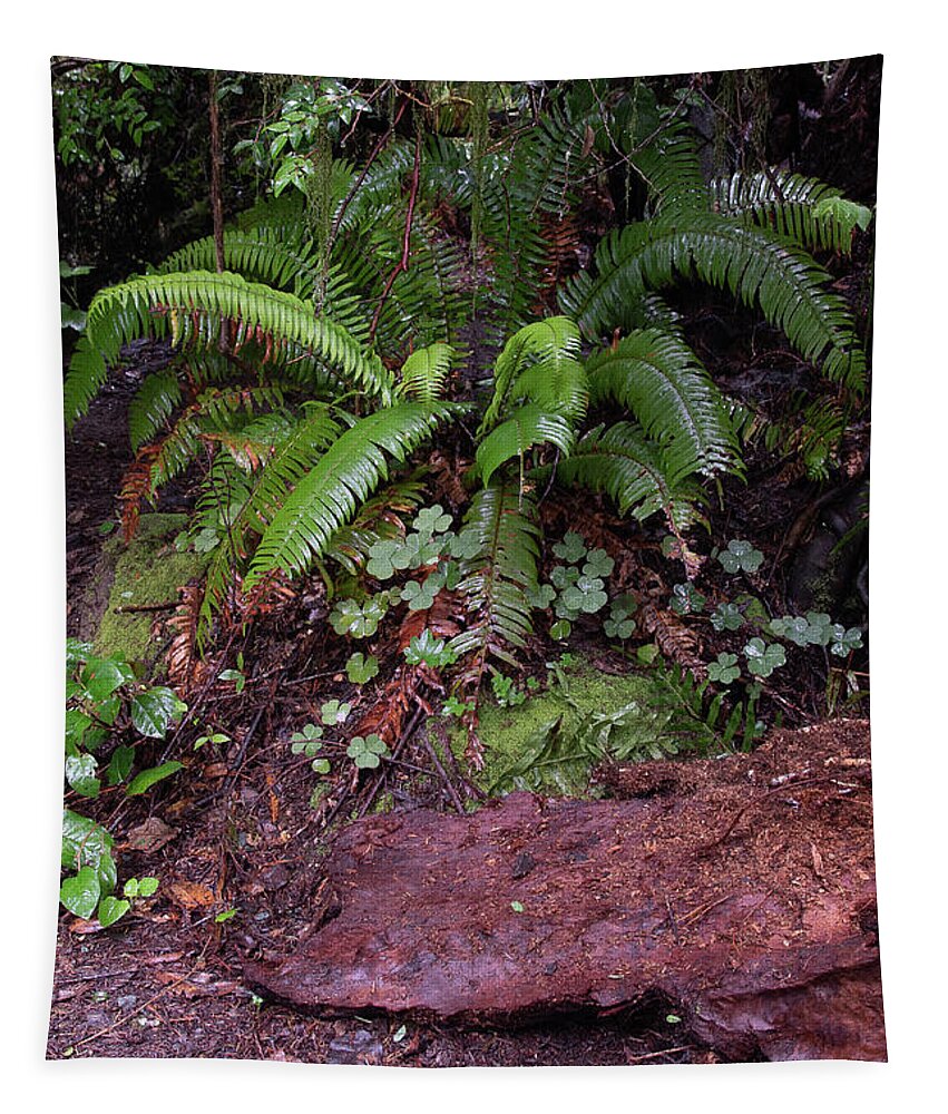 Fern Grove Tapestry featuring the photograph Fern Grove Redwoods N. California #1 by Phyllis Spoor