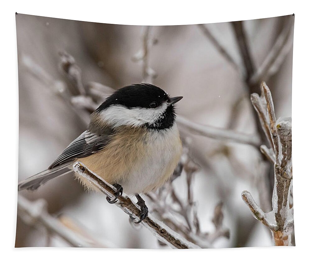 Bird Tapestry featuring the photograph Frozen #1 by Jody Partin