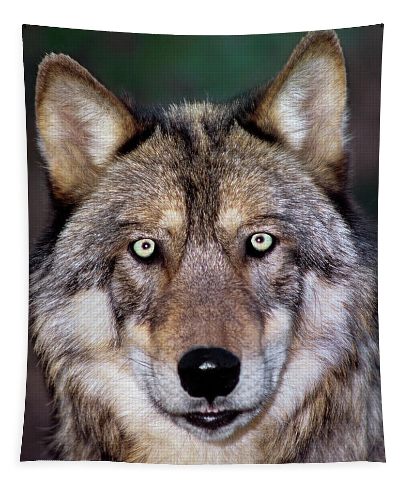 Gray Wolf Tapestry featuring the photograph Gray Wolf Portrait Endangered Species Wildlife Rescue #2 by Dave Welling
