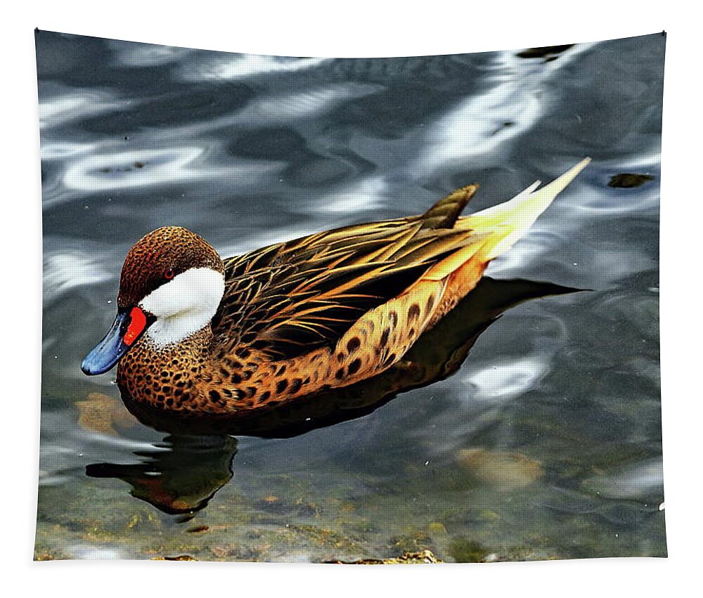 Duck Tapestry featuring the photograph Greater White-Cheeked Pintail Duck by Jeff Townsend