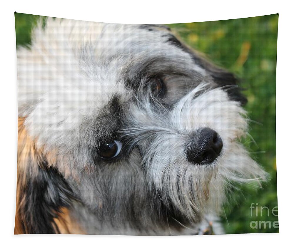 Sea Tapestry featuring the digital art Havanese by Michael Graham