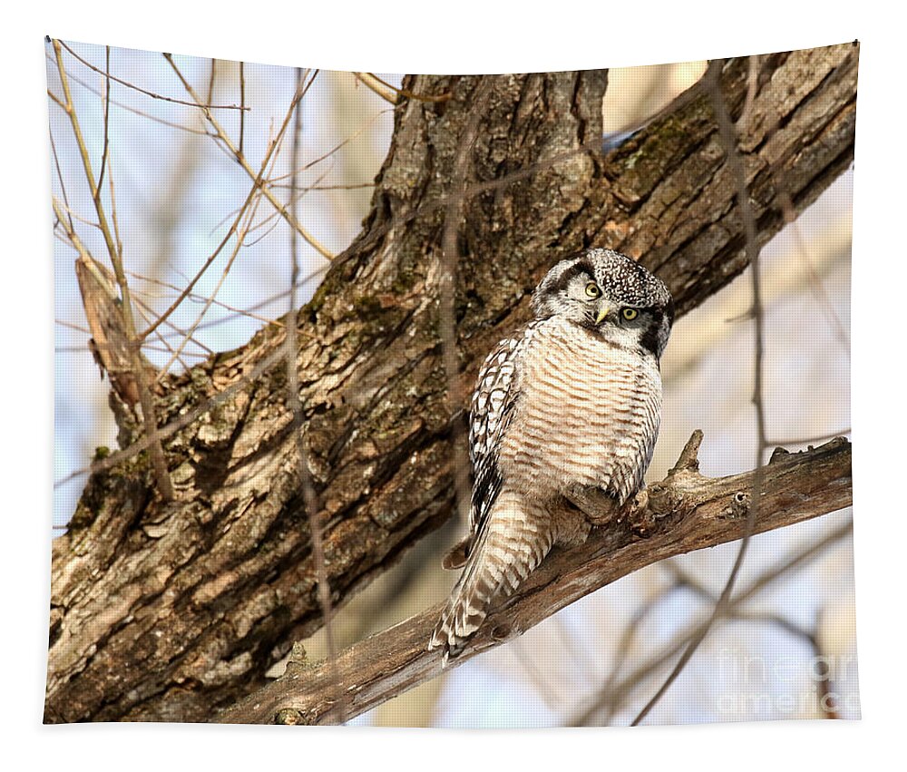 Hawk Owl Tapestry featuring the photograph Inquisitive #2 by Heather King