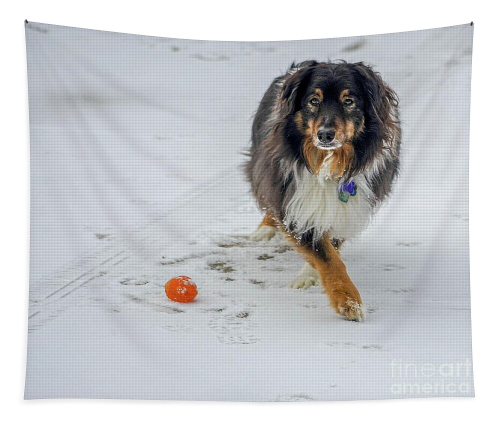 Dog Tapestry featuring the photograph Mojo #1 by Cathy Donohoue