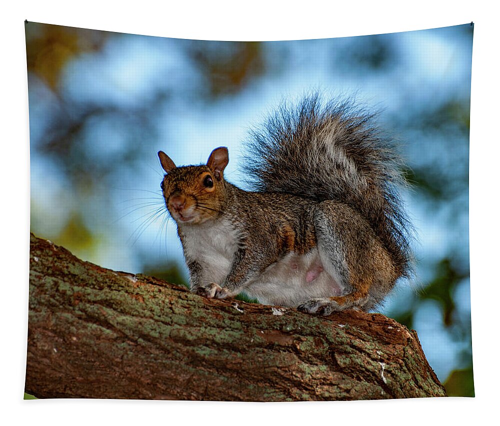 Squirrel Tapestry featuring the photograph Momma Squirrel by Cathy Kovarik