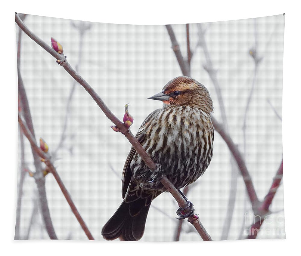 Song Sparrow Tapestry featuring the photograph Natures Beauty #1 by Scott Cameron