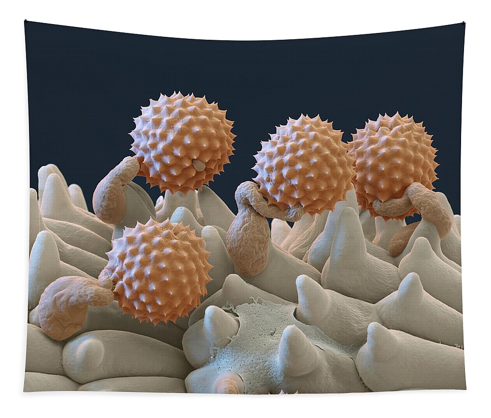 Ambrosia Tapestry featuring the photograph Pollen And Pollen Tubes, Sem by Oliver Meckes EYE OF SCIENCE