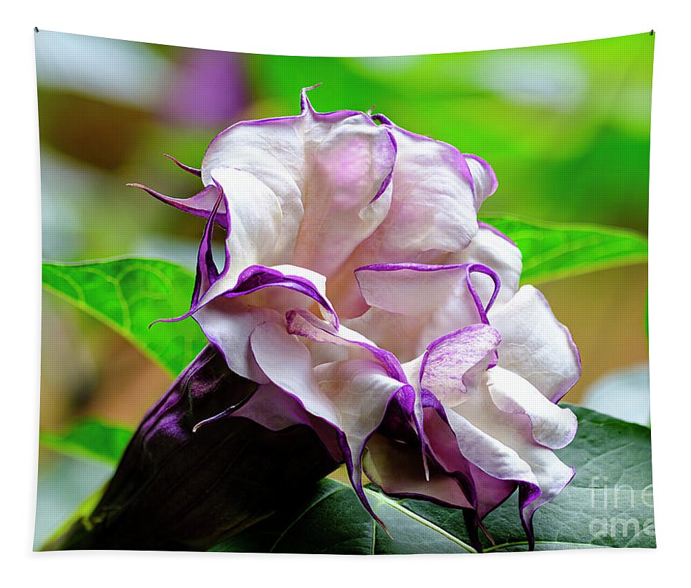 Brugmansia Tapestry featuring the photograph Purple Trumpet Flower #1 by Raul Rodriguez