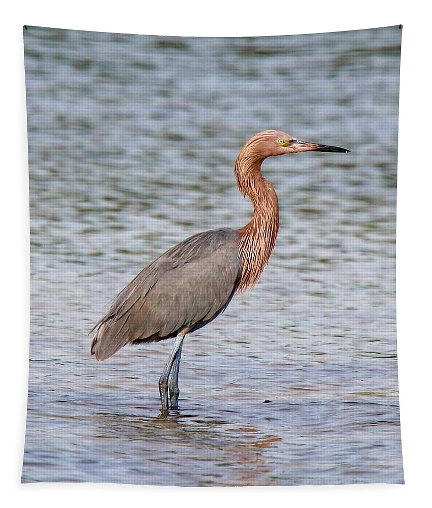 Bird Tapestry featuring the photograph Reddish Egret #1 by Susan Rydberg