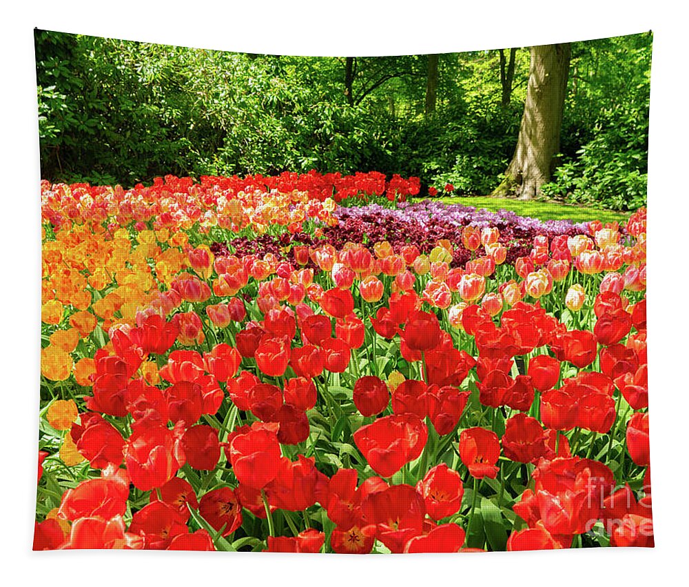 Netherlands Tapestry featuring the photograph Tulips Splash by Anastasy Yarmolovich