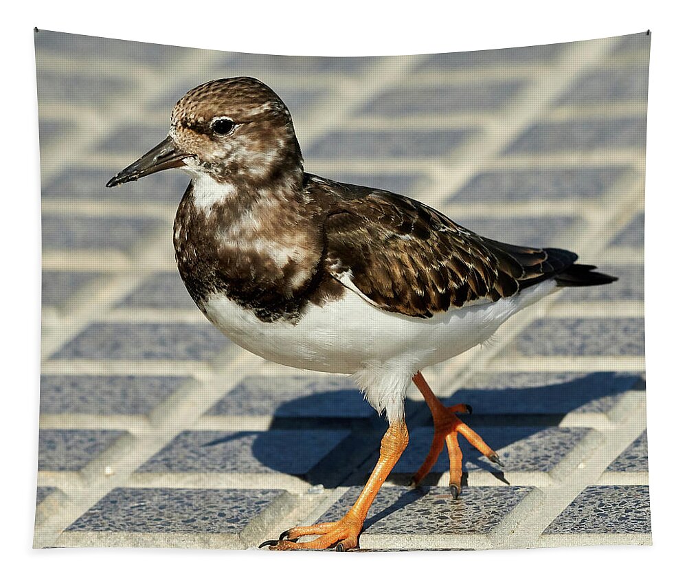 Close Tapestry featuring the photograph Ruddy Turnstone Arenaria interpres #1 by Pablo Avanzini