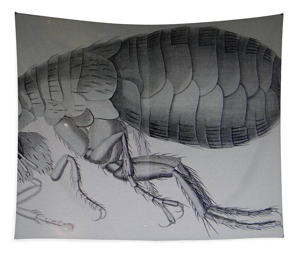 18th Tapestry featuring the photograph Scientific drawing of a flea #1 by Steve Estvanik
