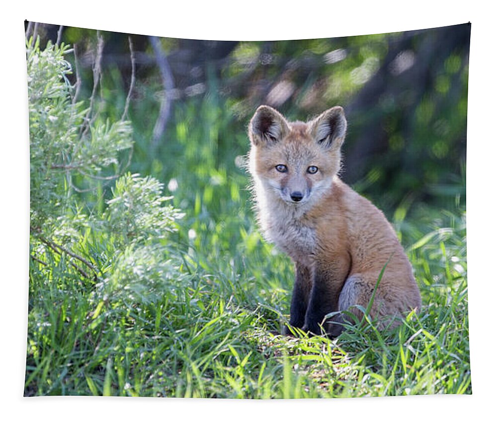 Fox Tapestry featuring the photograph Soul Center #1 by Kevin Dietrich