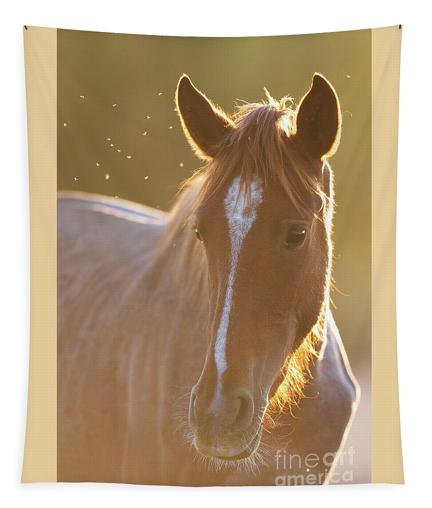 Salt River Wild Horse Tapestry featuring the photograph Sunrise #2 by Shannon Hastings