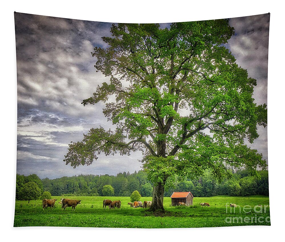 Nag005482 Tapestry featuring the photograph The Old Oak #1 by Edmund Nagele FRPS