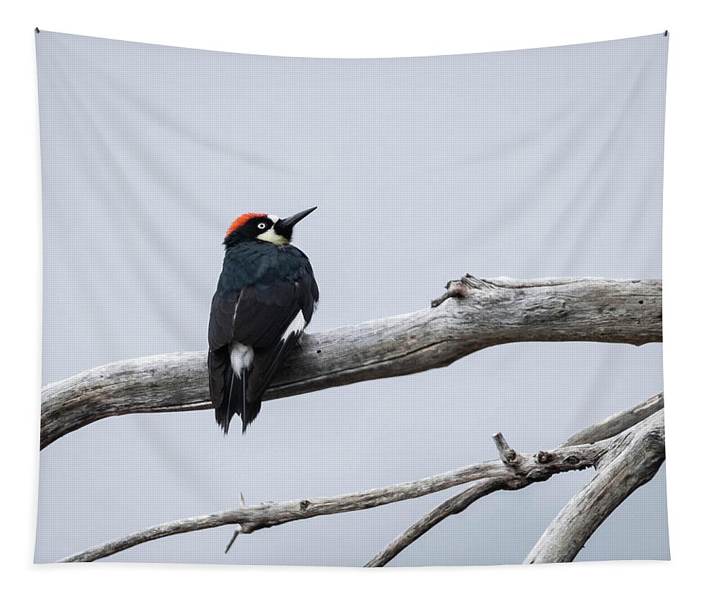 Bird Tapestry featuring the photograph Thinking by Jody Partin