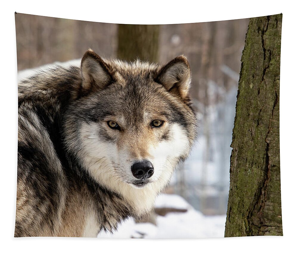 Timber Wolf Tapestry featuring the photograph Timber Wolf Stare #2 by Rose Guinther