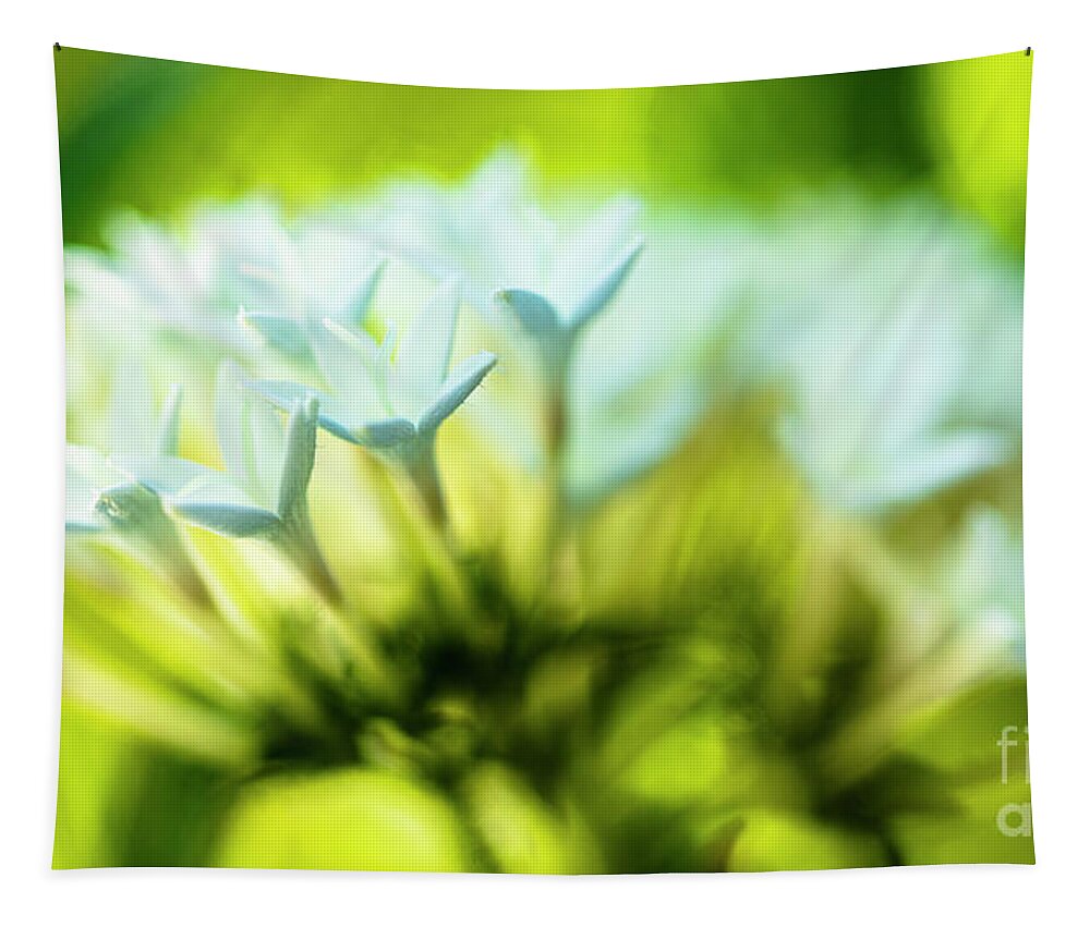 Background Tapestry featuring the photograph White Pentas Flowers by Raul Rodriguez