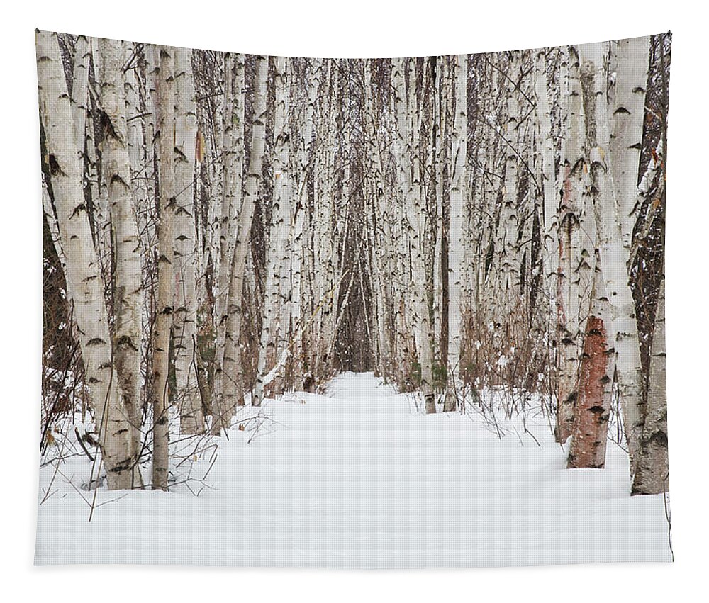 Winter Tapestry featuring the photograph Winter Birch Path #1 by White Mountain Images