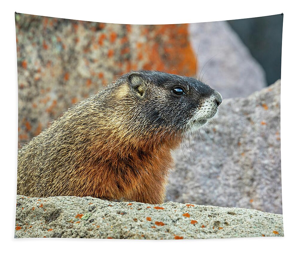American Fauna Tapestry featuring the photograph Yellow-bellied Marmot In Rocks #1 by Ivan Kuzmin