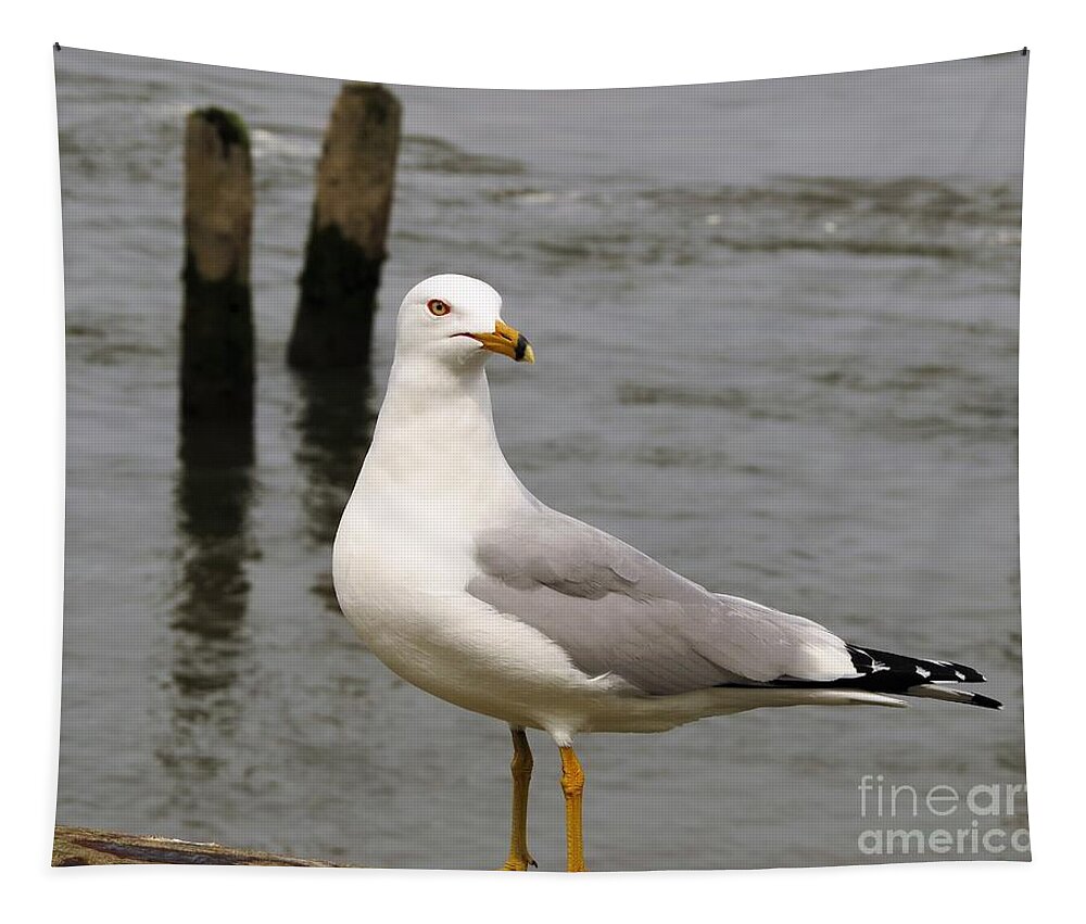 Seagulls Tapestry featuring the photograph 13 - Ring-billed Gull by Linda Vanoudenhaegen
