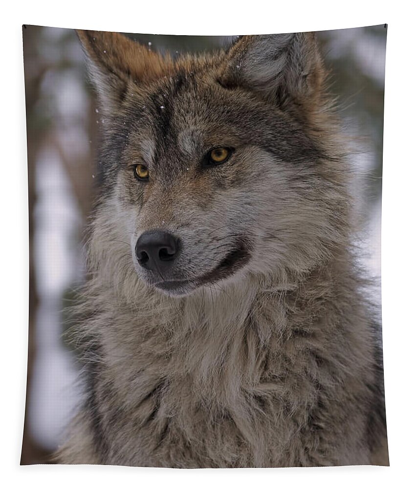Animal Tapestry featuring the photograph Wolf #13 by Brian Cross
