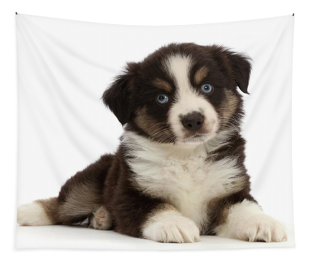 Adorable Tapestry featuring the photograph Mini American Shepherd Puppy #14 by Mark Taylor