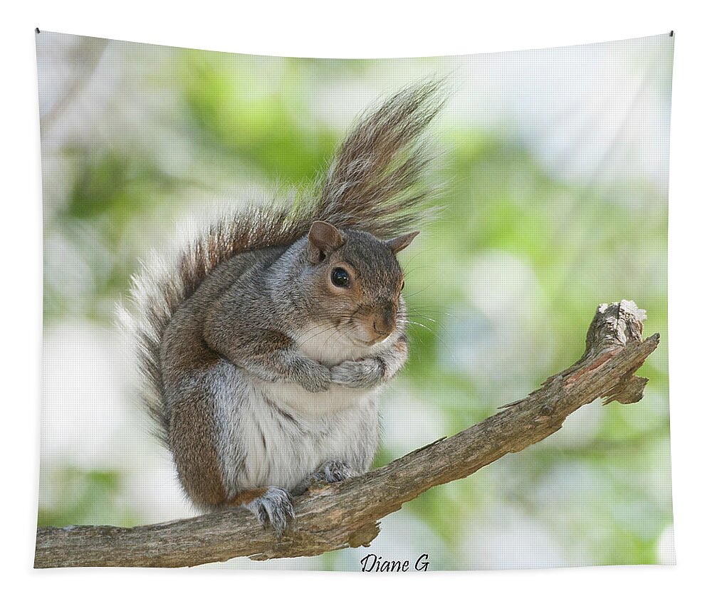 Eastern Grey Squirrel Tapestry featuring the photograph Eastern Grey Squirrel #2 by Diane Giurco